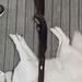 Remington Nylon 76 Trail rider .22 
