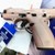 Smith  & Wesson bodygaurd 2.0 .380 ACP Pistol